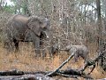 Elephant-babies