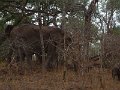 Elephant-bush