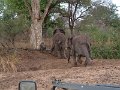 Elephant-family