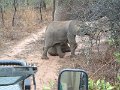 Elephants-on-the-track