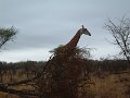 Giraffe-bush
