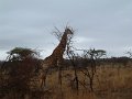 Giraffe-bushes