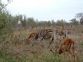 Lower-Sabie-Zebra-buck