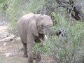 Lower-Sabie-elephant2