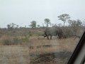 Lower-Sabie-rhino-in-the-rain