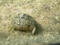 Lower-Sabie-tortoise