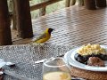 Lower-sabie-breakfast-birds