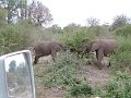 Lower-sabie-elephants