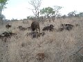 Mkhaya-buffalo