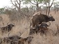 Mkhaya-buffalo1