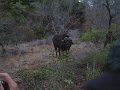 Motswari-buffalo1