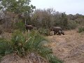 Motswari-elephant-family