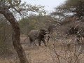 Motswari-elephant