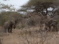 Motswari-elephant1