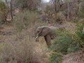 Motswari-elephant3