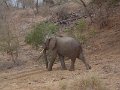 Motswari-elephant4
