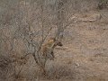 Motswari-hyena