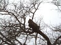 Motswari-leopard-cub