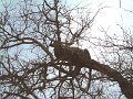 Motswari-leopard-cub4