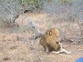 Motswari-lion-sitting-good