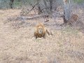 Motswari-lion-sitting