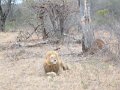 Motswari-lion-sitting1-duff