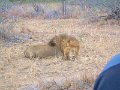Motswari-lion-sleeping