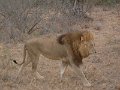 Motswari-lion-standing-naff