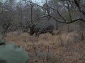 Motswari-rhino