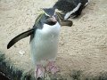 penguins-cute