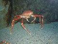 spider-crab