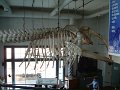 whale-skeleton