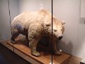 cpt-museum-bear