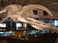 cpt-museum-whale