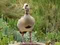Kirstenbosch-duck