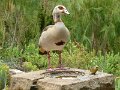 Kirstenbosch-duck1