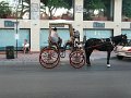 Horse-and-cart1